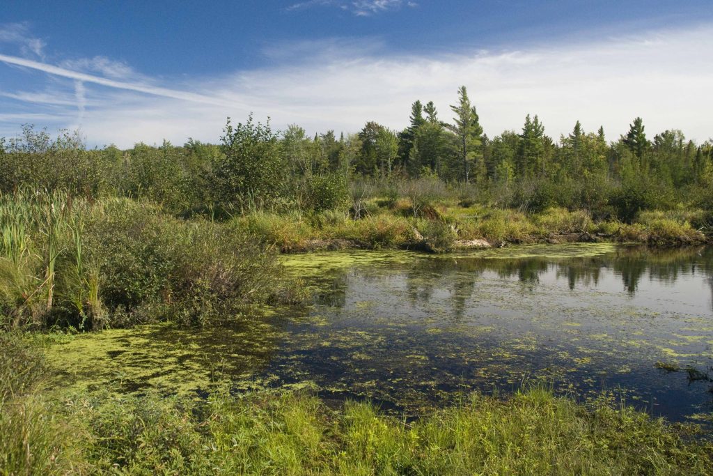 Un don de 39,9 hectares pour la tourbière de SaintJoachimdeShefford