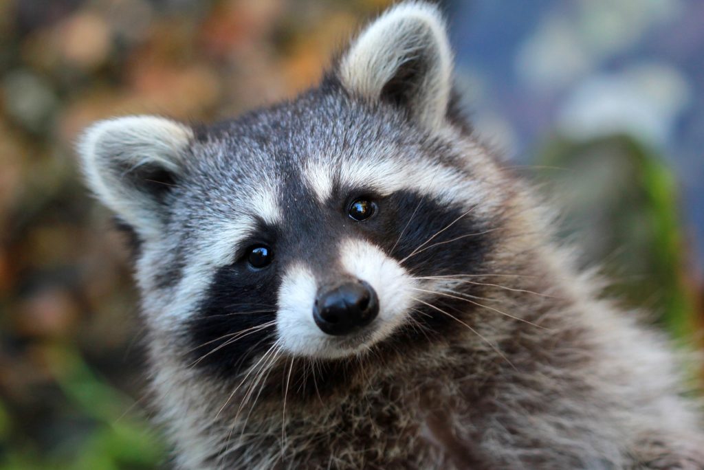 Raccoon rabies: a call for caution