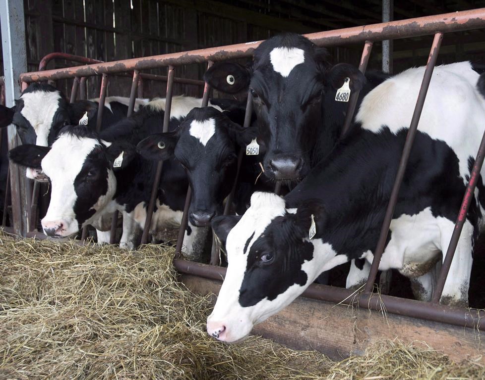 The CFIA has not reported cases of avian influenza in Canadian dairy cows